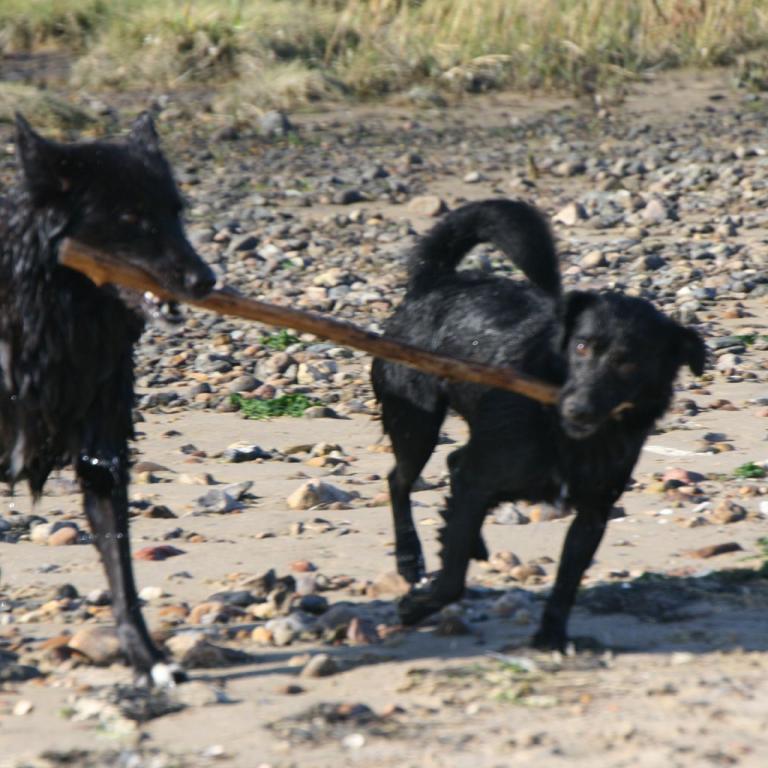 Hunde spielen am Strand in der Klevelücke