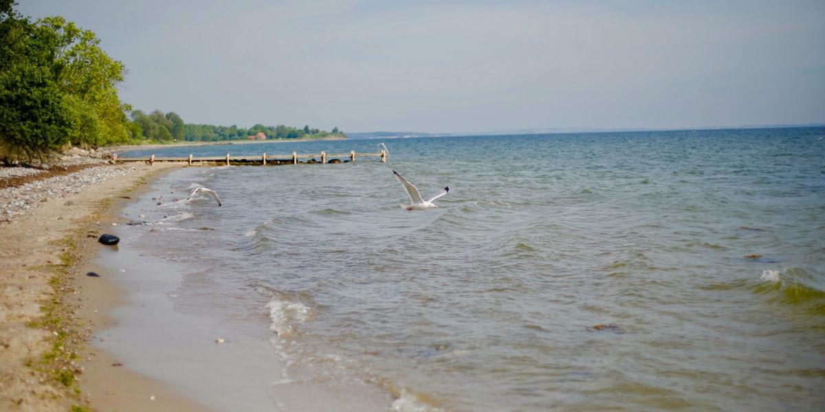 Hunde Strand Norgaardholz