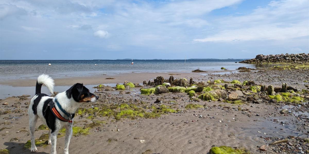 Hundestrand bei Ebbe